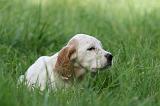 SETTER ANGLAIS 253